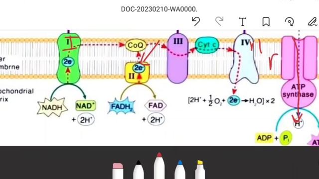 Inhibitors of Electron Transport &oxidative Phosphorylation ||😎😎with tricks 🔥 смотреть онлайн