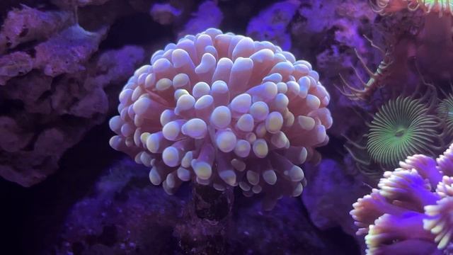 Морской аквариум 100 литров без сампа с красивыми кораллами. смотреть онлайн