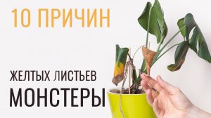 №49. Монстера. Какой нужен уход за растением, чтобы листья не желтели.
