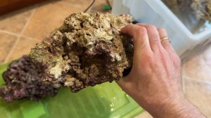Живые камни с колёс из Арчер Фиш. Запуск морского аквариума на живых камнях.