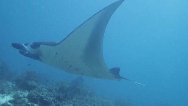 Komodo 2019 год. Дайвсайт MantaPoint