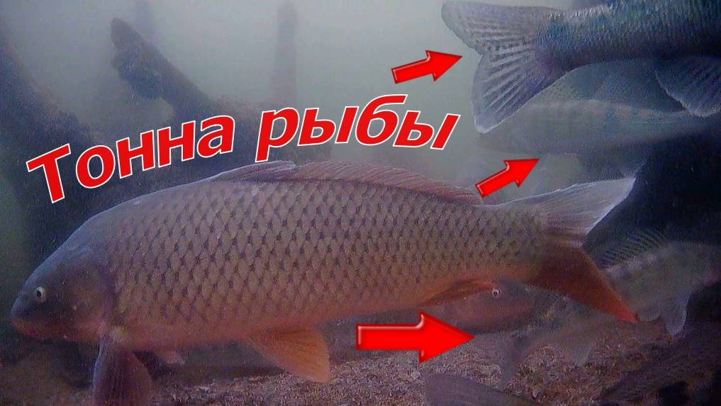 Подводная камера ФокусФиш (FocusFish)