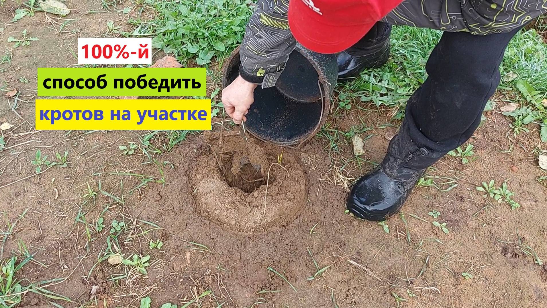 100%-й простой способ ПОБЕДИТЬ КРОТОВ НА УЧАСТКЕ! Перепробовали многое помогло только это!