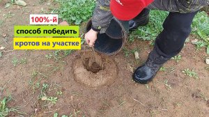 100%-й простой способ ПОБЕДИТЬ КРОТОВ НА УЧАСТКЕ! Перепробовали многое помогло только это!