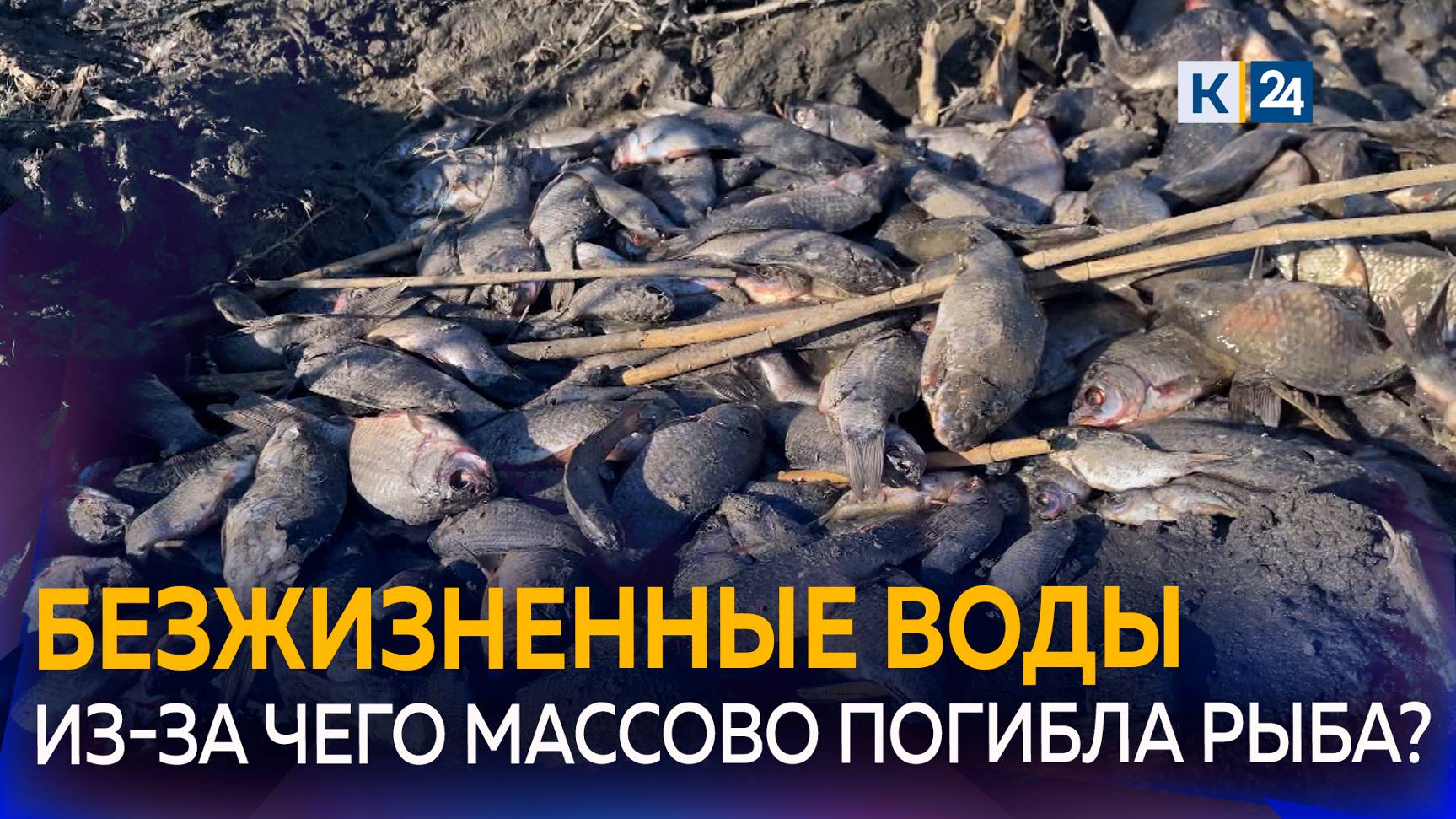 На Кубани зафиксировали массовый мор рыбы смотреть онлайн