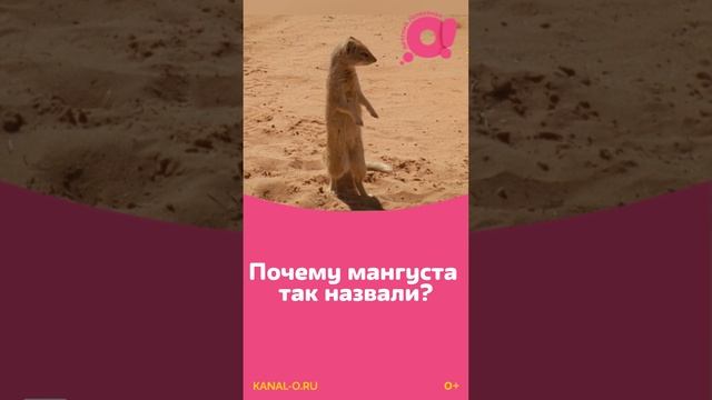 Смотрите "Ничего себе имя!" на телеканале "О!" смотреть онлайн