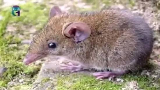 Гимнура (Крысиный еж) смотреть онлайн