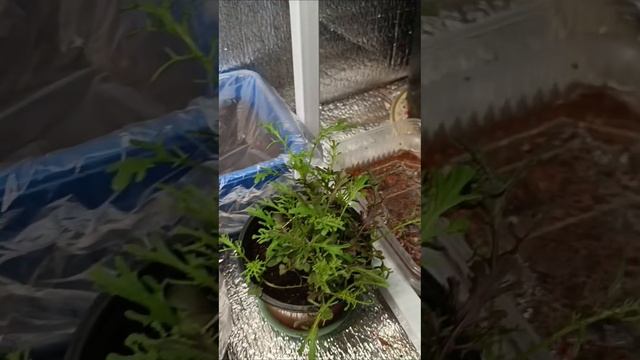 Зимний огород скажет вам спасибо 💚 смотреть онлайн