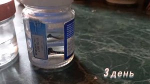 Ржавление металла. Домашний опыт #химия