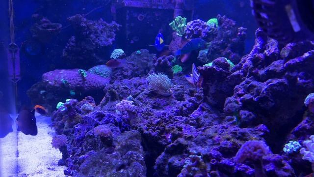 Запуск морского аквариума. Ответы на самые частые вопросы. смотреть онлайн