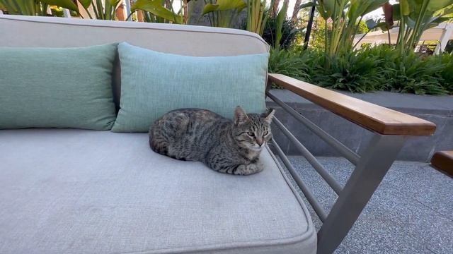 RIXOS DOWNTOWN ANTALYA 5* отличный городской отель! Теплый открытый бассейн и городские прогулки! смотреть онлайн