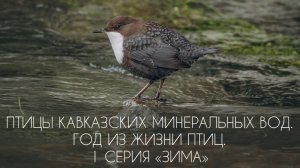 Птицы Кавказских Минеральных Вод. Год из жизни птиц. 1 серия. Зима