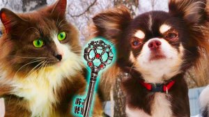 Кто оставил этот ключ?! 😱 Киса Алиса ИСЧЕЗЛА