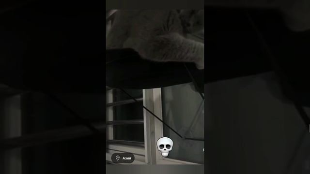 Cats transformations 🤣❤️ смотреть онлайн