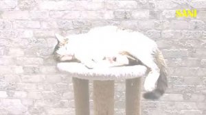 Приколы-и-фейлы-с-нашими-домашними-животные сани шоу