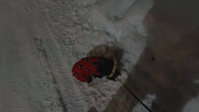 Прогулка с барбосом / Теплая погода / -9 градусов / Норильск блог смотреть онлайн