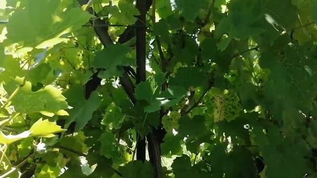 Ужас на винограднике. Болезни винограда Милдью Антракноз смотреть онлайн