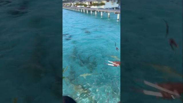 ТУРЫ В ОТЕЛЬ Villa Park, Sun Island 5*, Мальдивы, Ари Атолл. смотреть онлайн