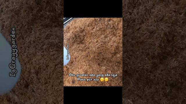 BIKIN SEKAM FERMENTASI ANTI GAGAL INI RAHASIANYA || TIPS BERKEBUN || #tipsberkebun #fermentasi смотреть онлайн