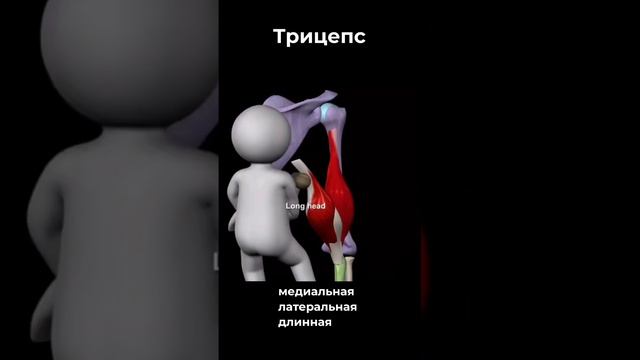 СОБИРАЕМ ТРИЦЕПС❗💥 смотреть онлайн