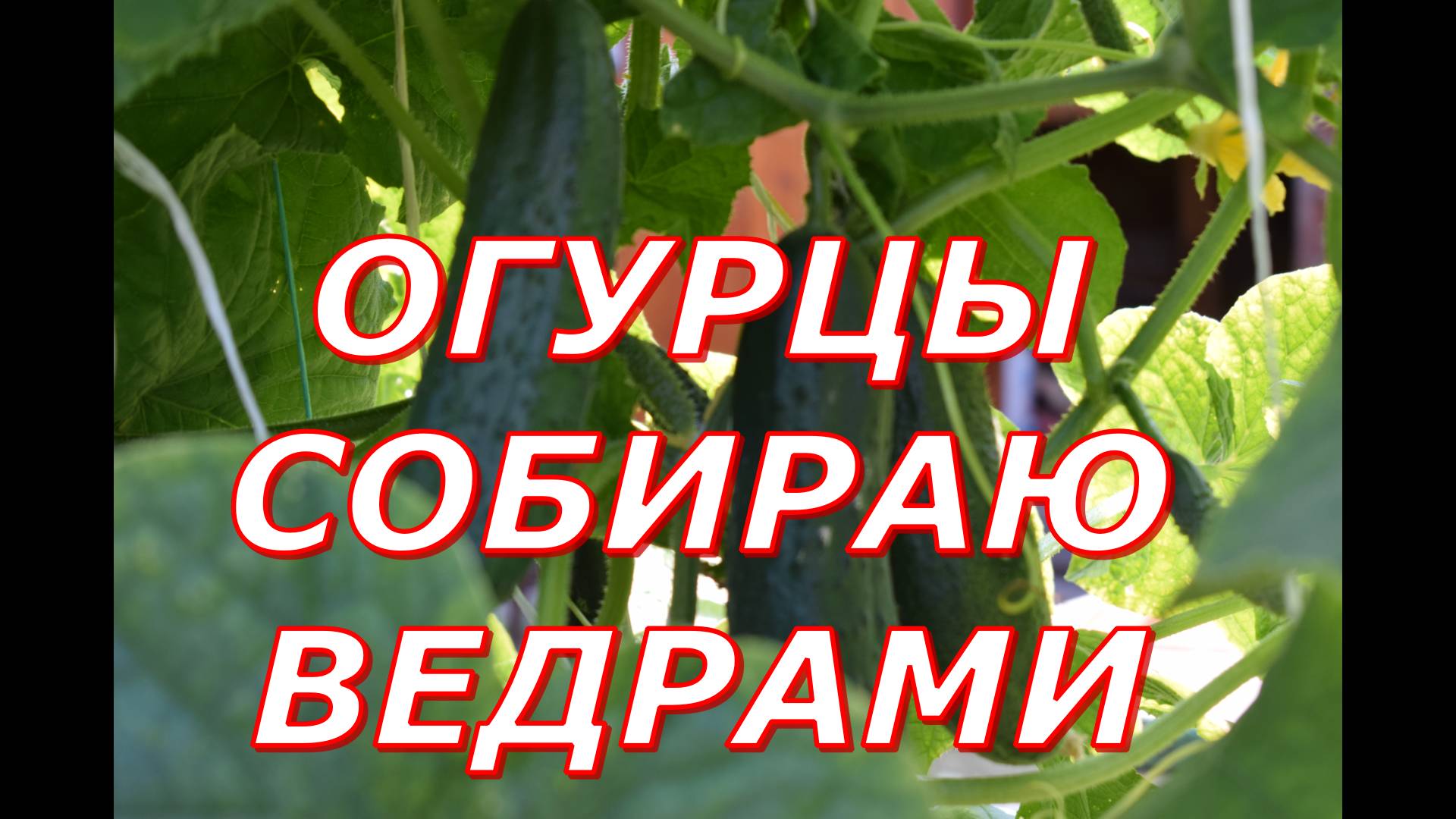 В этом сезоне 2024 огурцы собираю ведрами смотреть онлайн