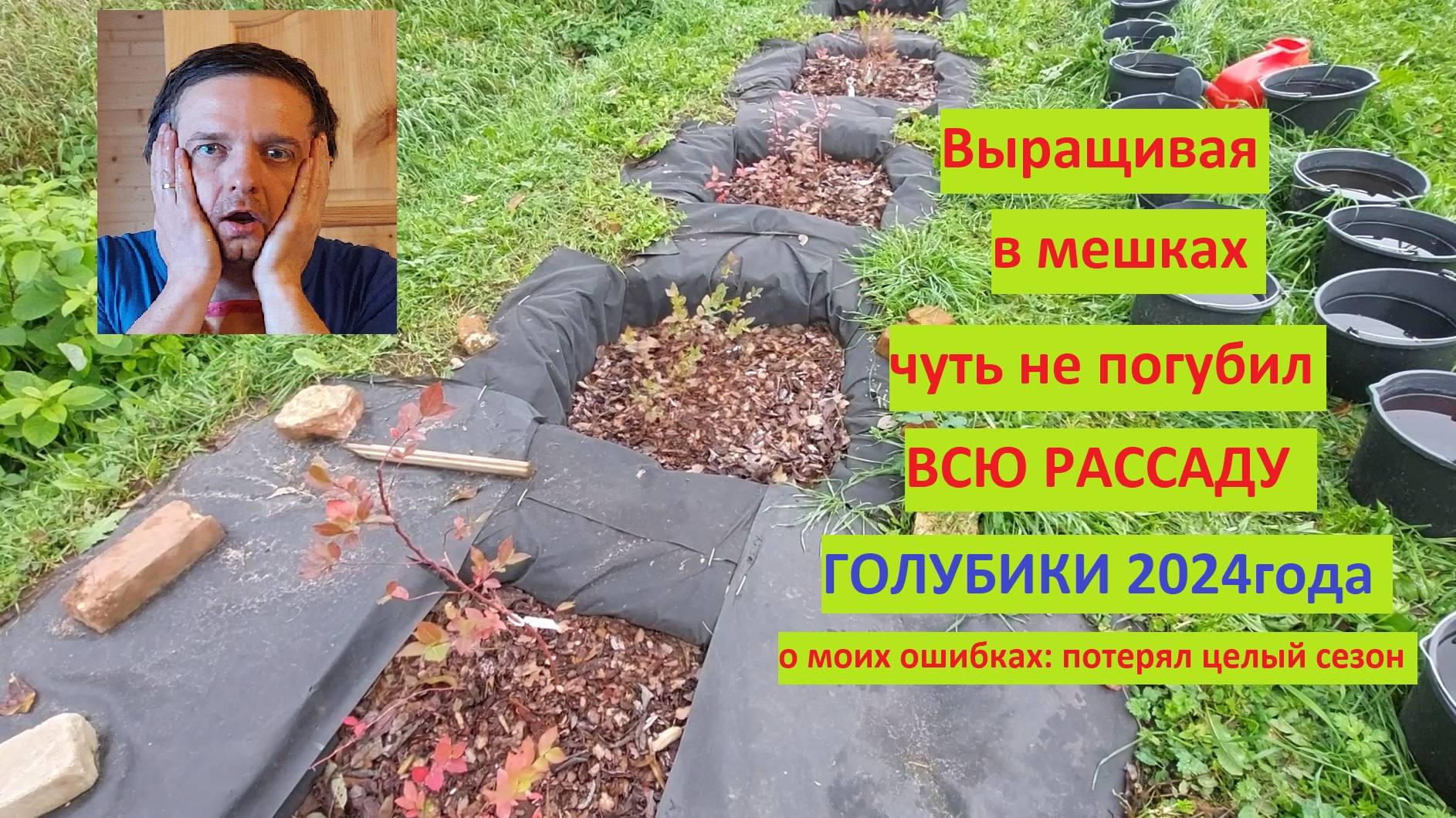 Выращивая в садовых мешках чуть не ПОГУБИЛ ВСЮ РАССАДУ ГОЛУБИКИ в сезоне 2024!