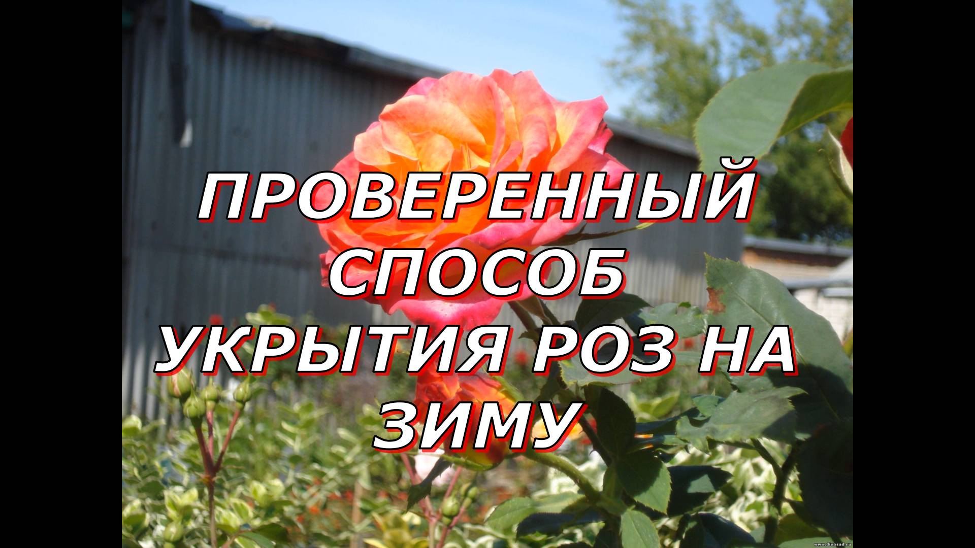 Как лучше сохранить розу зимой смотреть онлайн