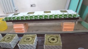 эксперимент номер два, по выращиванию огурца на минеральной вате