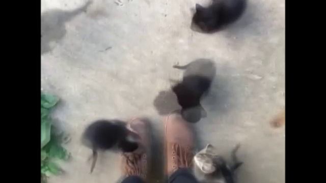 道端で子猫の群れに遭遇してしまったんだが… смотреть онлайн