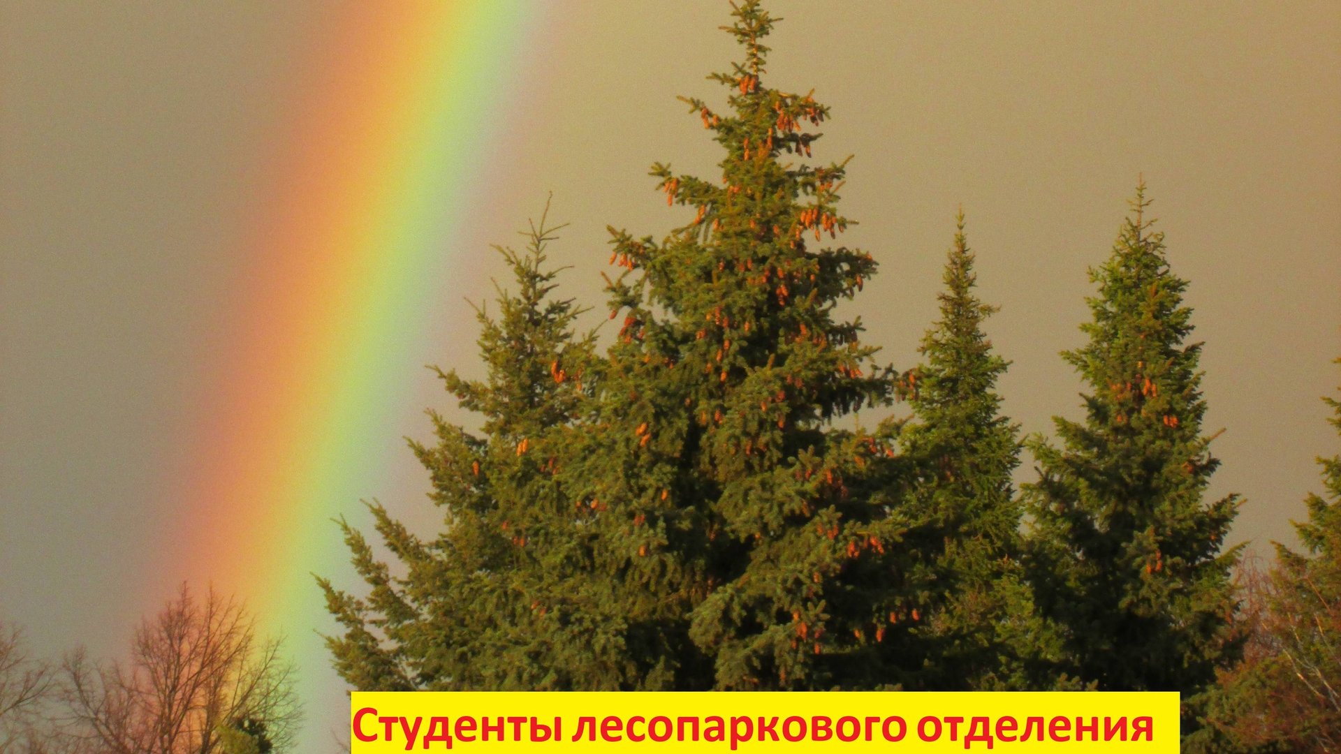 Обучение профессии лесовод