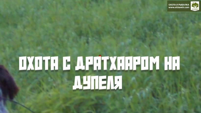 Охота с дратхааром на дупеля. +18 смотреть онлайн