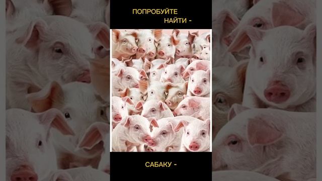 Тест на внимательность смотреть онлайн