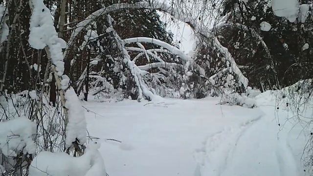 Прогулка по лесу. смотреть онлайн