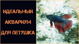 Идеальный аквариум для петушка
