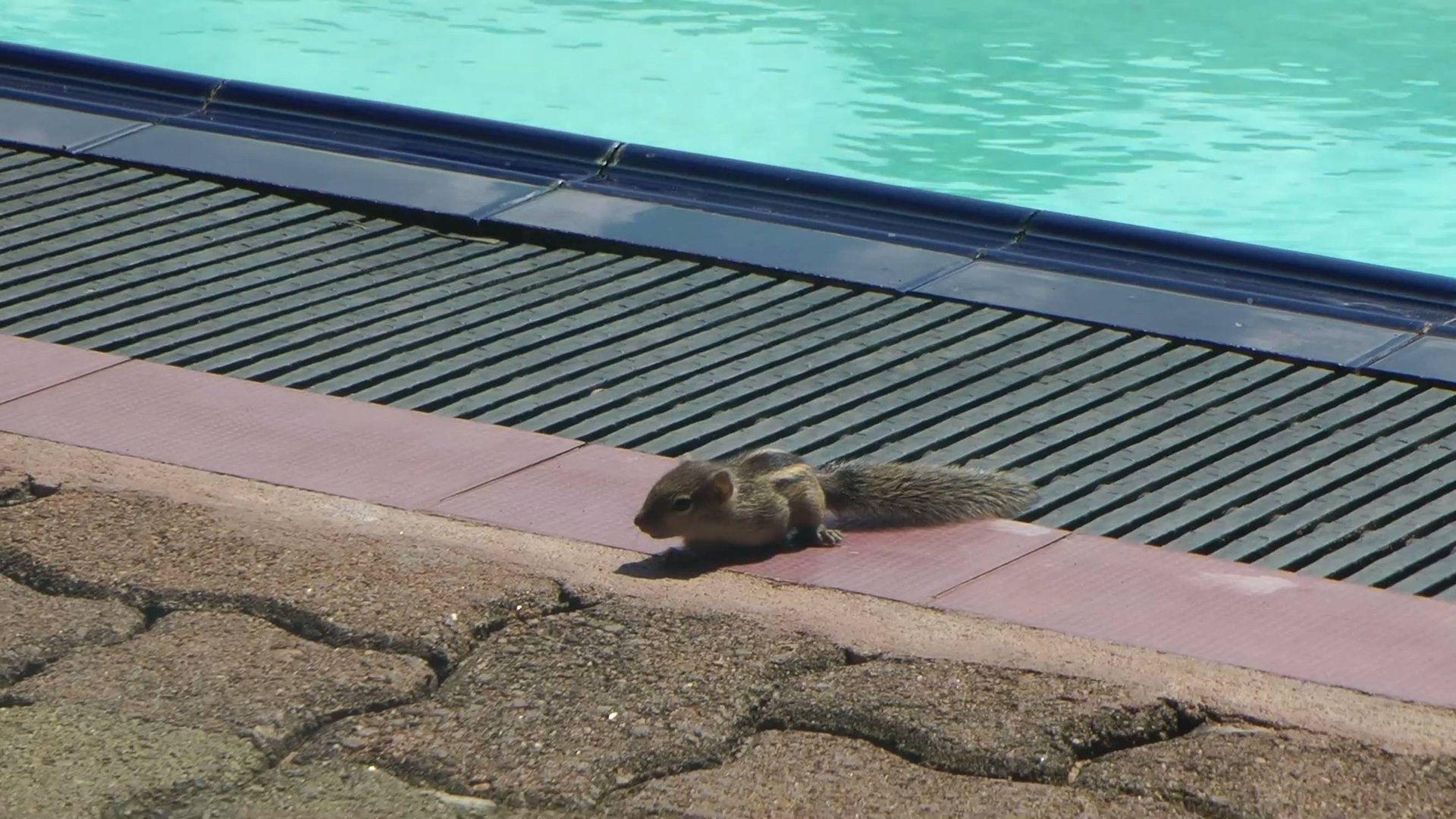Шри-Ланка. Отель Oasey Beach. смотреть онлайн