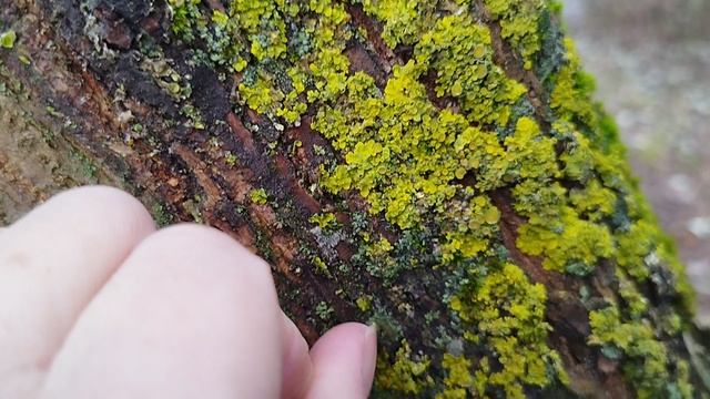 Лишайник на коре смотреть онлайн