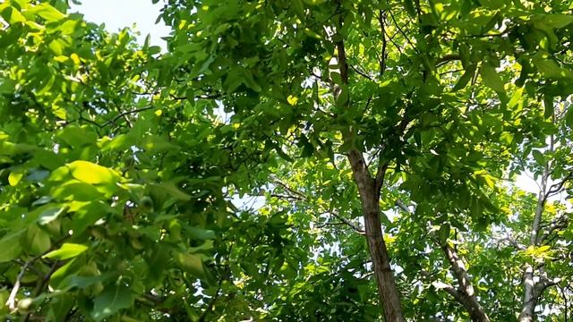 Калараш,белка на Комсомольской,1июля2020 г. смотреть онлайн