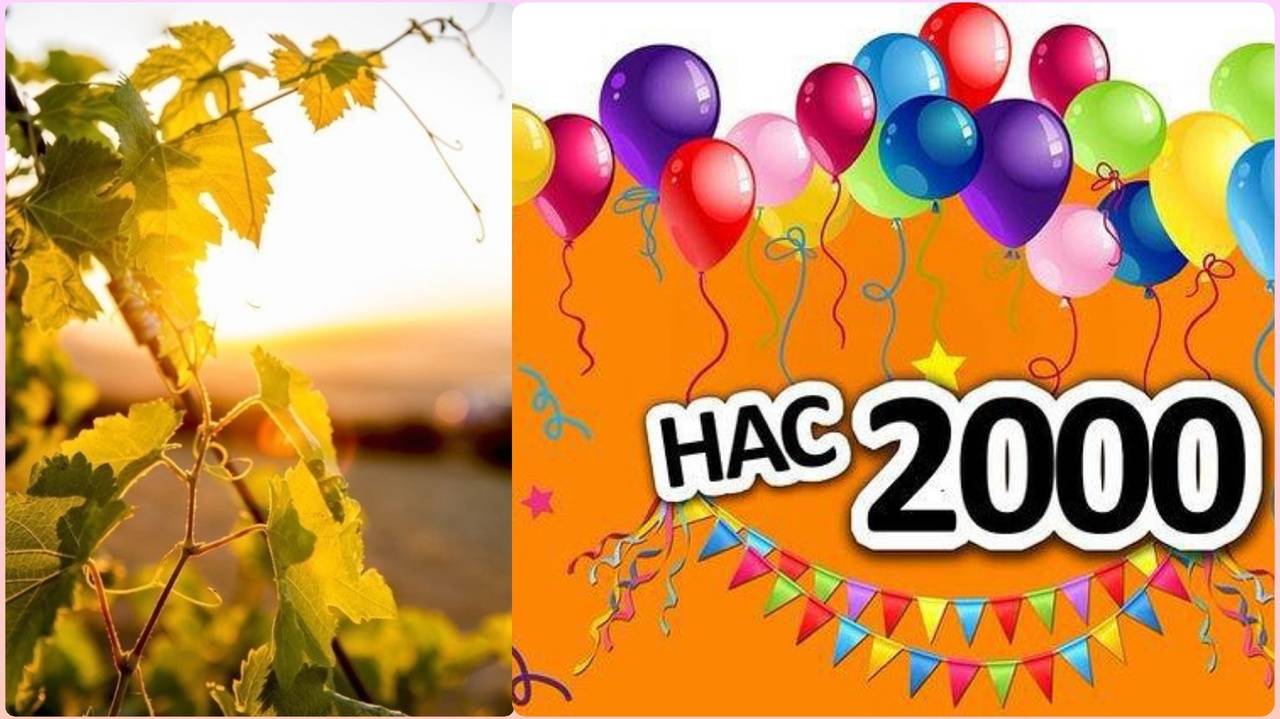 Кубань. Виноградник. Солнце. Хрен с ним! Наш маленький праздник смотреть онлайн