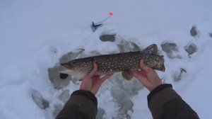 ЦЕЛЫЙ ДЕНЬ ЛОВЛЮ ЩУК НА ЖЕРЛИЦЫ. РЫБАЛКА В СИЛЬНЫЙ СНЕГОПАД!