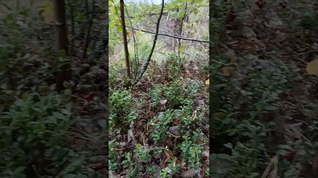 Лес усыпан брусникой. смотреть онлайн