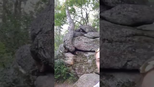 Если тебе трудно, посмотри на это дерево... смотреть онлайн