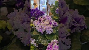 🏫Студия "Кухня Фиалки "🐇 и наши обожаемые фиалочки: АВ-Богема спорт, АВ-Наташа Ростова спорт, АВ-Я