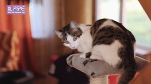 Отзыв про отопление дома из бруса системой XL PIPE (электро-водяной пол)