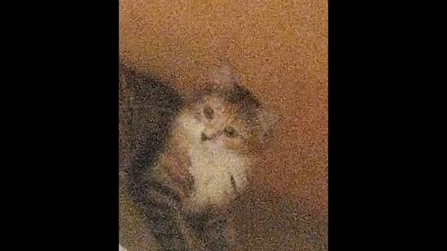 Всем! Доброго 🌞! С Вами ✍️ и 🦋 💖 приветствуем 🎶 в♾со🌎 Рictura-сериал. ^Кошкин дом в Разцвете^28сери смотреть онлайн