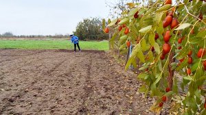 Место, в котором хочется жить! | Посадки продолжаются | Сливаем последнее вино с осадка
