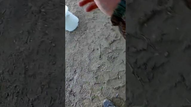 Подлещик на донку. смотреть онлайн