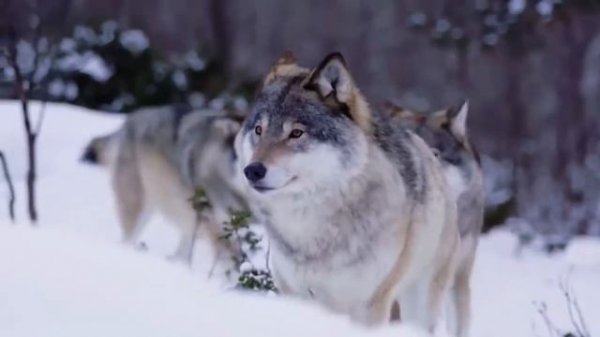 Егерь и волки