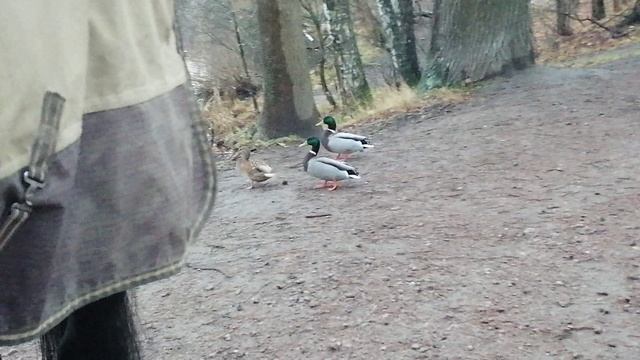 Кормление уточек с конём)))_20241119_160405 смотреть онлайн