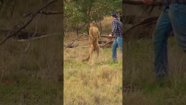 Кенгуру сватила собаку смотреть онлайн