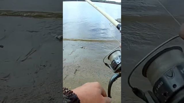 Первый крупнячок после затишья. смотреть онлайн